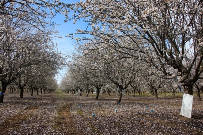 Imagen de plantación de almendros en Córdoba