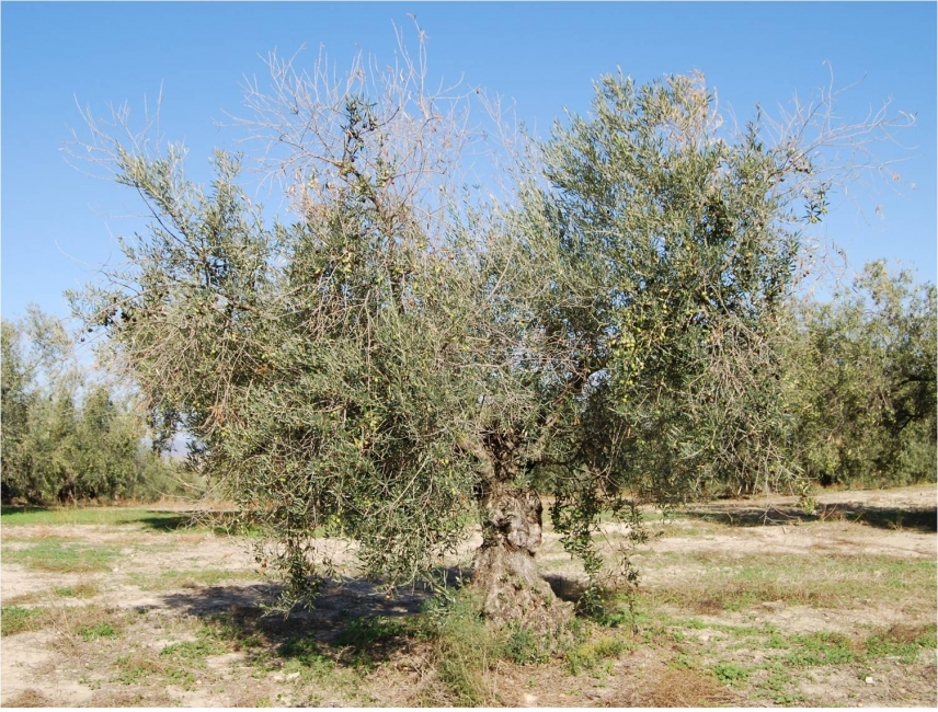 Research in olive varieties steps up the fight against anthracnose