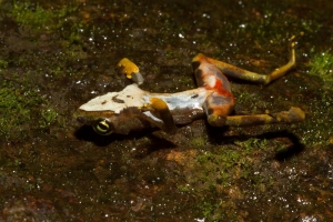 Rana muerta por quitridiomicosis, una enfermedad causada por el hongo Batrachochytrium dendrobatidis. Brian Gratwicke / Flickr, CC BY