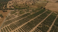 Olivar en Campus de Rabanales